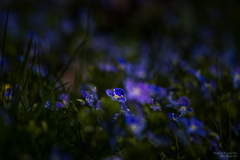 blue flowers