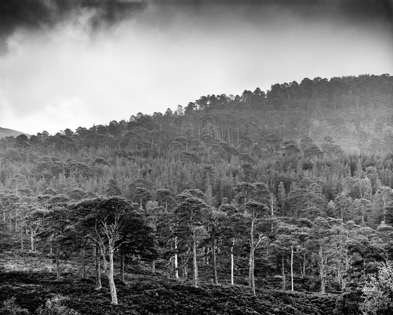 Caledonian Forest S3004601 20190208